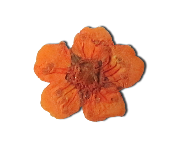 Decorative Dried Flowers Model 1 Orange