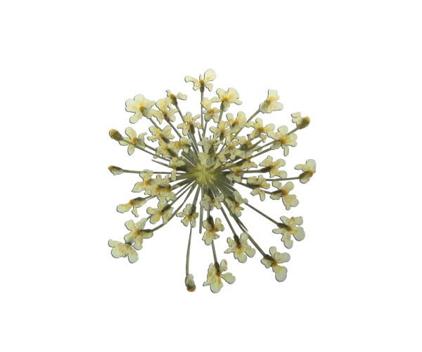 Decorative Dried Flowers Model 2 color White Cream