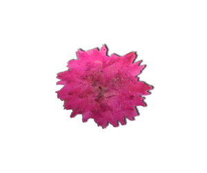 Decorative Dried Flowers Model 3 Color Pink