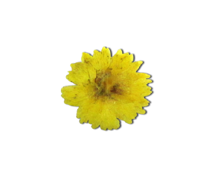 Decorative Dried Flowers Model 3 Color Yellow