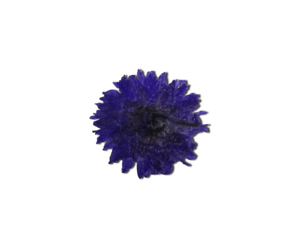 Decorative Dried Flowers Model 3 color Violet