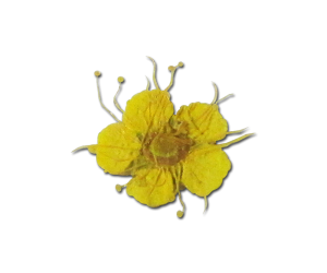 Decorative Dried Flowers model 1 Color Yellow