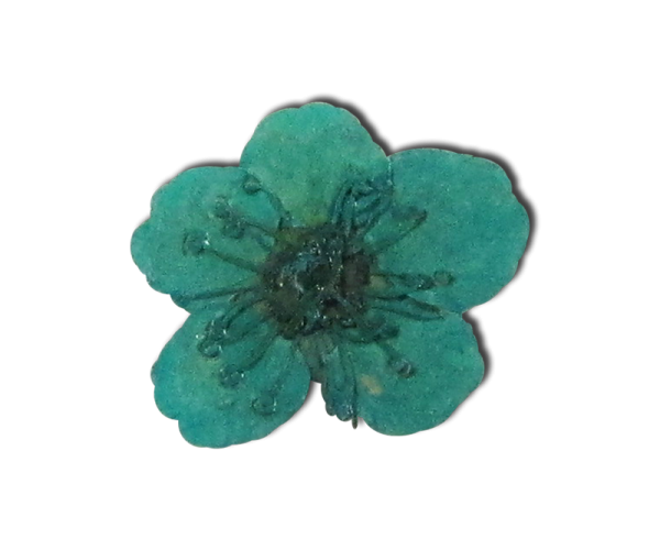 Decorative Dried Flowers model 1 Turquoise