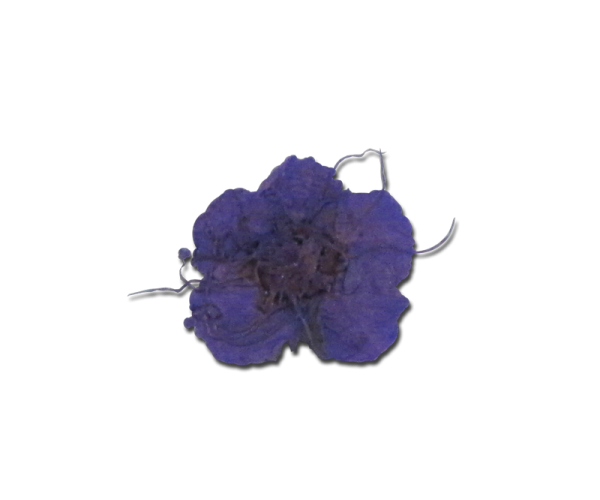 Decorative Dried Flowers model 1 color Purple