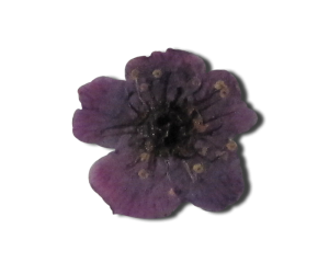 Decorative Dried Flowers model 1 color Purple Grape