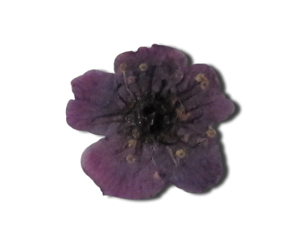 Decorative Dried Flowers model 1 color Purple Grape