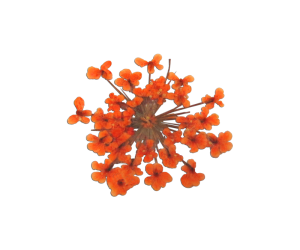 Decorative Dried Flowers model 2 color Orange
