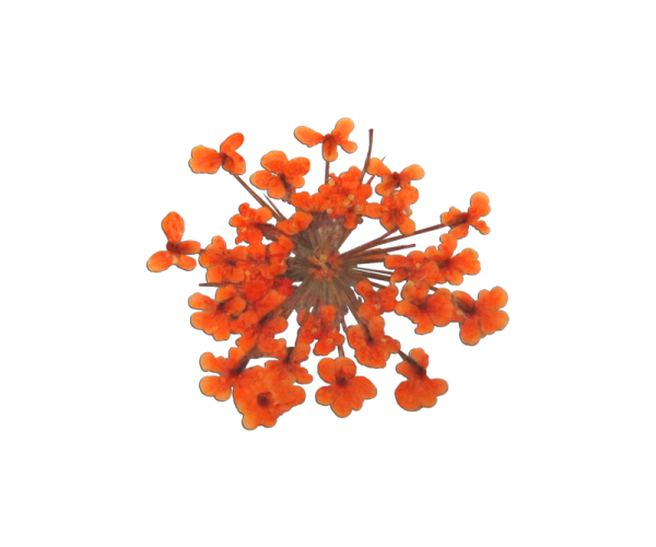 Decorative Dried Flowers model 2 color Orange