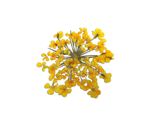 Decorative Dried Flowers model 2 color Yellow