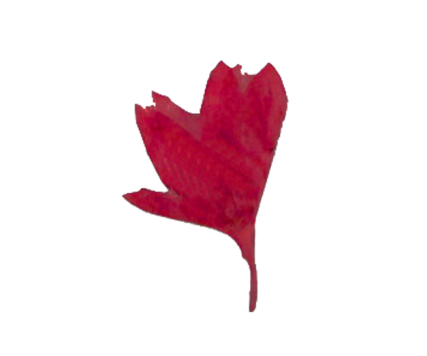 Decorative Dried Flowers model 7 color Red